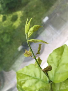茉莉花枝顶端叶子枯萎,下面叶子好好的,怎么回事 是病了吗 请大神赐教 