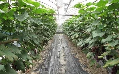 明年葡萄种植五大忌讳,早知道,早预防 
