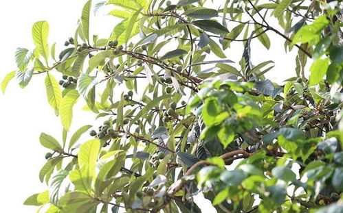 枇杷用什么叶面肥喷施 枇杷什么时候打叶面肥 枇杷用哪个肥料防治