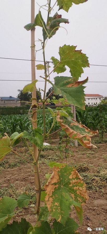 高温,葡萄小苗管理的分水岭