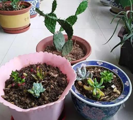 养花该不该买营养土 嫌贵自己配,不能少了这3样东西