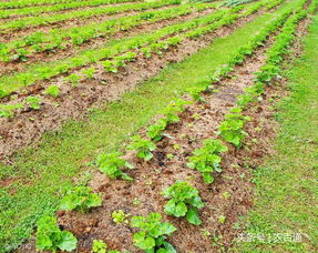 菜地土壤杀虫的最好方法、菜地土壤杀虫用什么