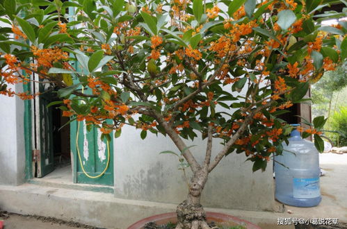 桂花叶子焦干,落叶 3个步骤做好了,年年 桂花 挂一树