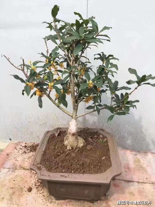 盆栽桂花掉叶子,别错过最佳 挽救 期,5步恢复枝繁叶茂