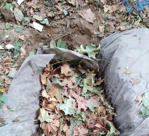 2种营养土家里就能做,养花不板结不烂根,大白根挤破盆