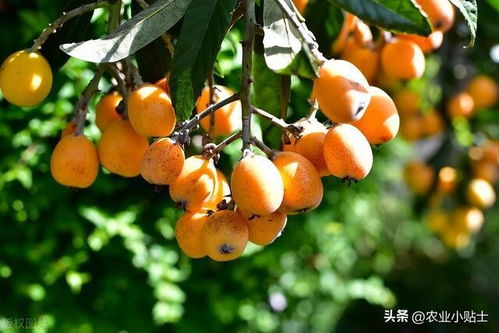 枇杷用什么肥料最好 用好这5种肥,枇杷又大又多又甜