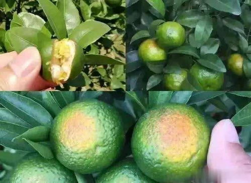 柑橘膨果期如何用药用肥预防柑橘裂果 僵果