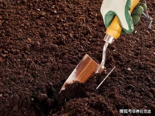 营养土和菜园土用来养花有诸多注意事项,旧土如何重复使用