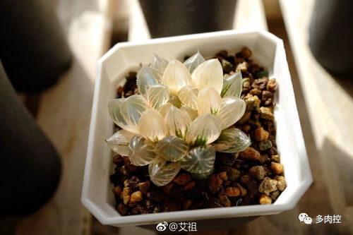 养多肉,干透浇透可有大学问