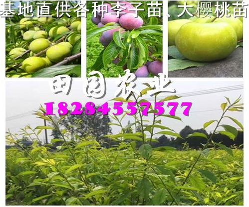 贵州蜂糖李苗采购,2023李子苗批发价格,蜂糖李采收后怎样管理果园
