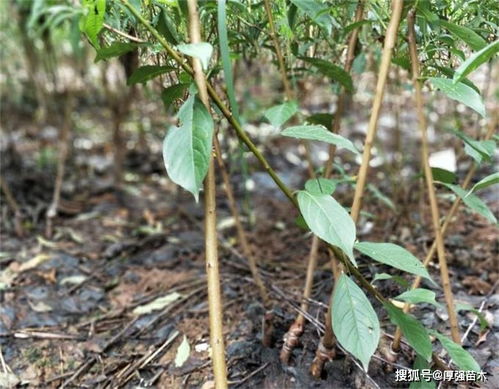 李子树的修剪技术示意图、李子树整形修剪技术
