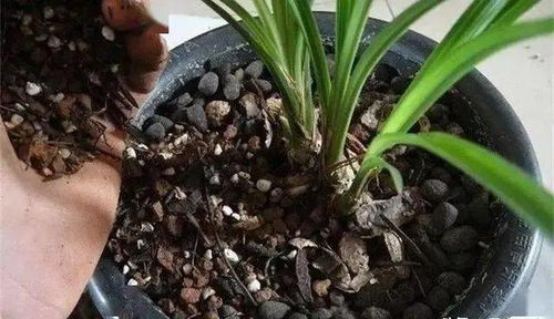 生活垃圾自制营养土,养啥都爆盆,不花一分钱