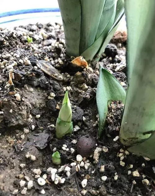 这 3样 东西混在一起,就是养花的 万能土 ,啥花都能养爆盆
