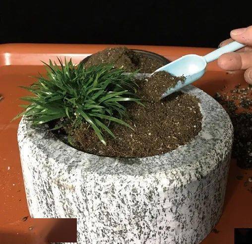 台长玩盆景案例1 妙栽金钱菖蒲,创意一盆 时来运转