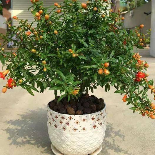 石榴盆栽种植方法
