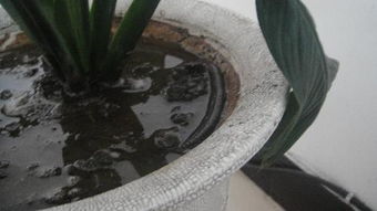 花盆里有只大蚯蚓怎么弄出来