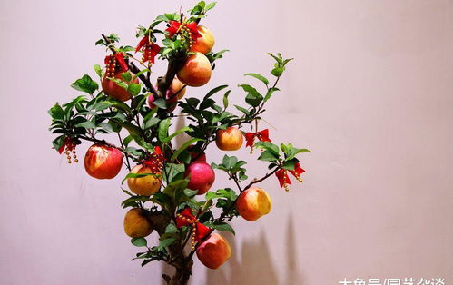 吃剩的水果籽简单一处理,就变成一盆新盆栽
