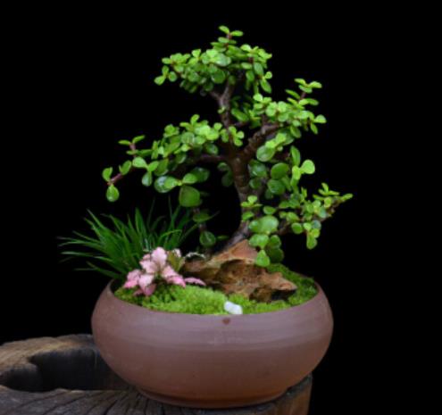 适合新手的2种花卉,皮实好养长势旺,养成盆景价值高