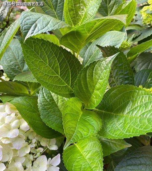 花市买的绣球苗,应该怎么养 直接换大盆,腐殖土栽种最好 土壤