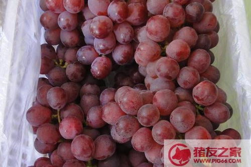 家里种葡萄树好不好 葡萄种在院子风水怎样