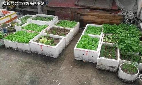泡沫箱种花 种菜有毒 了解完它的成分和特性你就清楚了