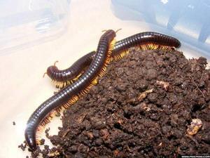 怎样杀死千足虫