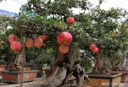 张大姐盆栽 石榴树 ,1年后株型比 金弹子 美,3年能摘果,值