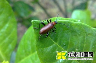 怎样去除花盆里的小飞虫 如何去除花盆里的飞虫 图
