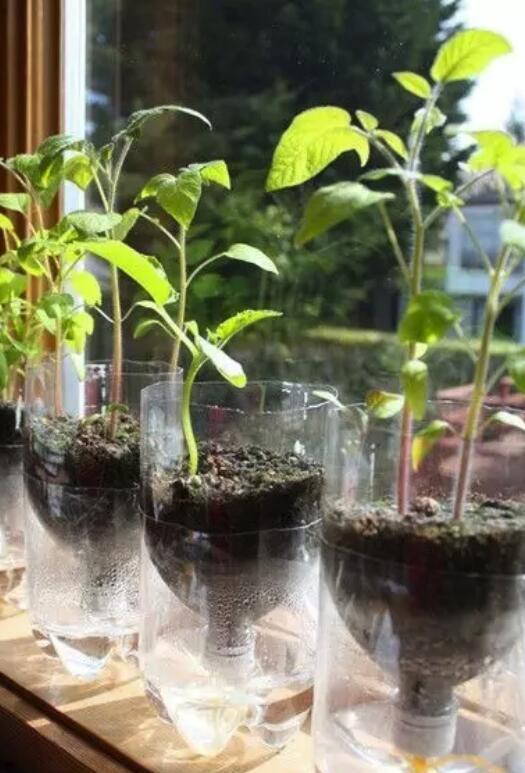 花盆里放一个塑料瓶,一个星期不浇水,盆栽一样长得旺