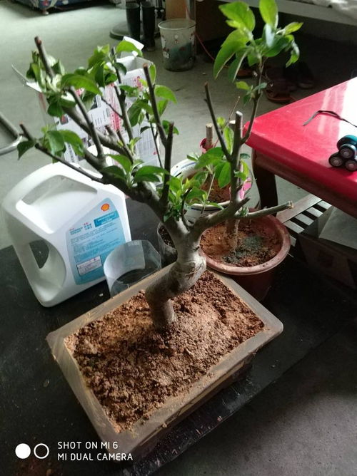 急急急,我用的红土种花 可是浇不透啊 表面积水水下不去 怎么办