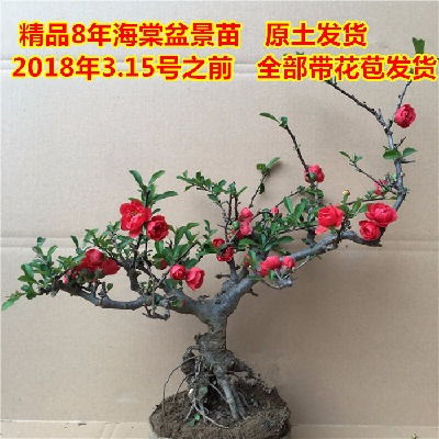 田园小花匠
