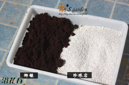 椰糠代替泥炭土实验对比 图文