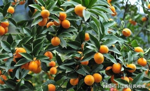 家里种植金桔,怎么进行金桔修剪