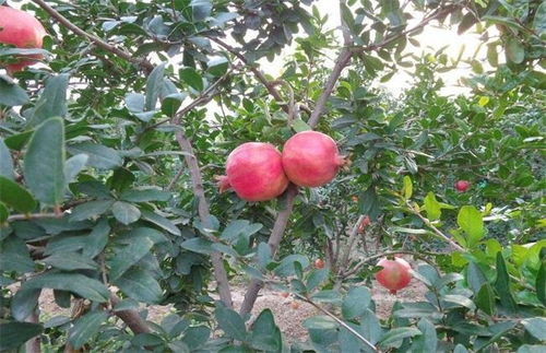 农村庭院种植的石榴树施什么肥合适,老农说不同季节施肥不一样