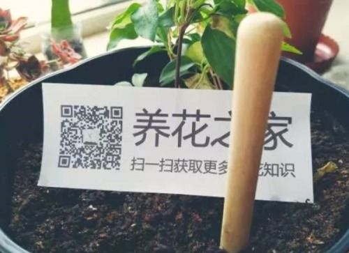 如何正确给盆栽花松土