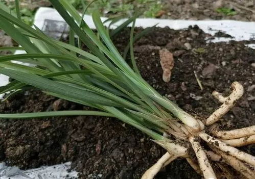 用细土种植兰花,真的会烂根腐苗吗 兰友 真正的窍门没弄懂