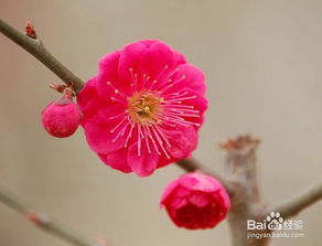 盆栽梅花用什么土栽好,怎样养盆栽梅花!用什么土