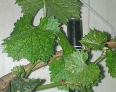 如何在楼顶种植葡萄树