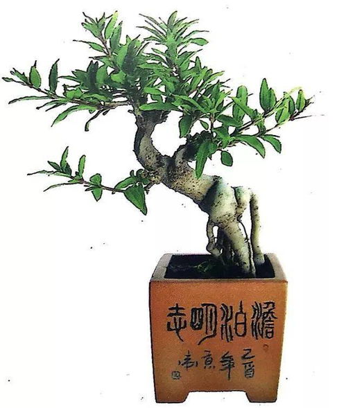 能托在手心的微型盆景,学会修剪3大技能是关键之关键