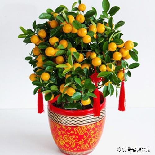 5种花 寓意 好,再穷也要养一盆,招财又旺运