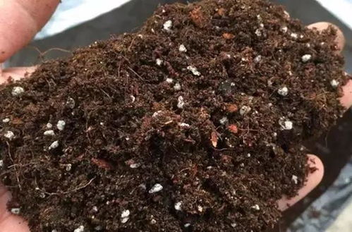盆栽花卉盆土碱化怎么办 三种方法快速改变