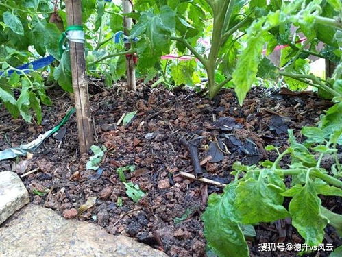 20种自制营养土,肥的流油,不用花钱买