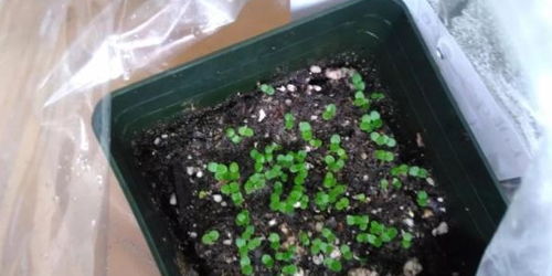 盆土上长了白色发霉的东西,不及时清理,难怪植物很快挂了