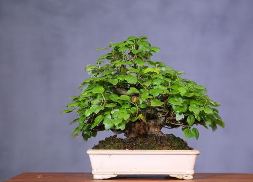家中的盆景什么时候换盆最好,不同树种,选的季节是不一样的