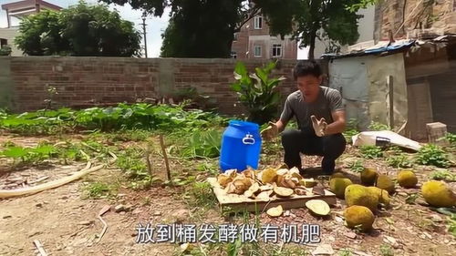 种菜不用化肥,烂水果一招变有机肥,感觉以前浪费了 一个亿 