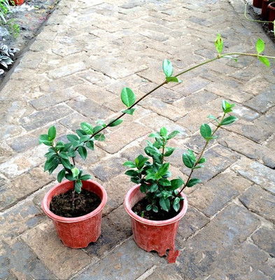 如何快速改良庭院土壤_庭院种植植物土壤如何改
