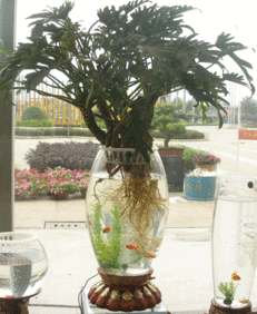 原来花盆里面又玄机,花盆的作用真不小,你们都选对了