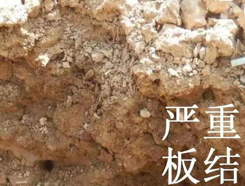 改善土壤板结的肥料;土壤太硬怎样变松散