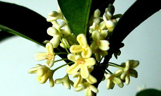 四季桂花室内养殖方法;桂花树十大禁忌