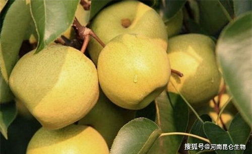 香梨怎样让果实快速膨大 李子用什么水溶肥 促花保果膨大防晒肥什么时候用